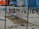 Festival de berck 2005P4090068