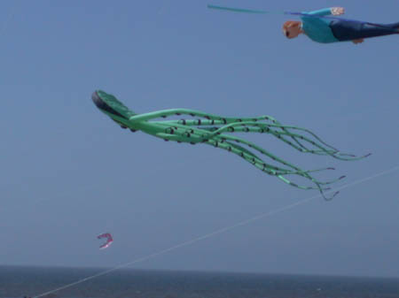 1 Une petite ....pieuvre_26_Avril_Hardelot_2003