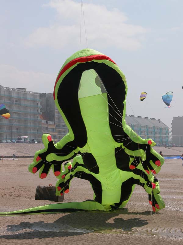 lezard envol