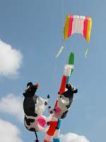 TRibue de vaches folles