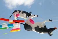crazy les vaches